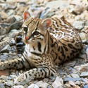 100 pics O Is For answers Ocelot
