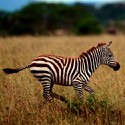 100 pics Baby Animals answers Zebra