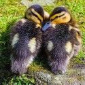100 pics Baby Animals answers Ducks