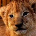 100 pics Baby Animals answers Lion