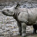 100 pics Baby Animals answers Rhino