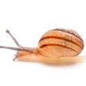 100 pics Baby Animals answers Snail