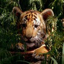 100 pics Baby Animals answers Tiger