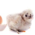 100 pics Baby Animals answers Chicken