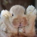 100 pics Baby Animals answers Rabbit