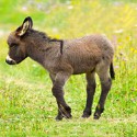 100 pics Baby Animals answers Donkey