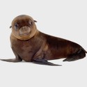 100 pics Baby Animals answers Sea Lion
