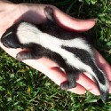 100 pics Baby Animals answers Skunk