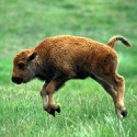 100 pics Baby Animals answers Bison