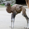100 pics Baby Animals answers Camel