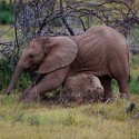 100 pics Baby Animals answers Elephant
