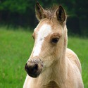 100 pics Baby Animals answers Horse