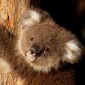 100 pics Baby Animals answers Koala