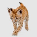 100 pics Baby Animals answers Lynx