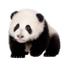 100 pics Baby Animals answers Panda