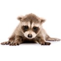 100 pics Baby Animals answers Racoon