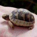 100 pics Baby Animals answers Tortoise
