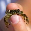 100 pics Baby Animals answers Crab