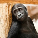 100 pics Baby Animals answers Gorilla