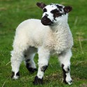 100 pics Baby Animals answers Sheep