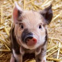 100 pics Baby Animals answers Pig