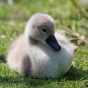 100 pics Baby Animals answers Swan