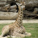 100 pics Baby Animals answers Giraffe