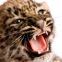 100 pics Baby Animals answers Leopard