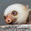 100 pics Baby Animals answers Sloth