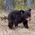 100 pics Baby Animals answers Black Bear