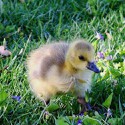 100 pics Baby Animals answers Goose