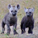 100 pics Baby Animals answers Hyenas