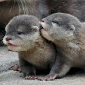 100 pics Baby Animals answers Otters