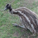 100 pics Baby Animals answers Emu