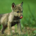 100 pics Baby Animals answers Gray Wolf