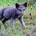 100 pics Baby Animals answers Arctic Fox