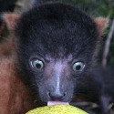 100 pics Baby Animals answers Lemur