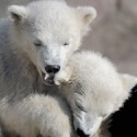 100 pics Baby Animals answers Polar Bears