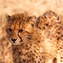 100 pics Baby Animals answers Cheetah