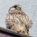100 pics Baby Animals answers Falcon