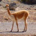 100 pics Baby Animals answers Llama
