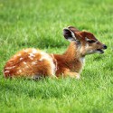 100 pics Baby Animals answers Antelope