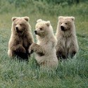 100 pics Baby Animals answers Grizzly Bears