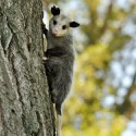 100 pics Baby Animals answers Possum