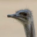 100 pics Baby Animals answers Ostrich