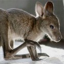100 pics Baby Animals answers Kangaroo