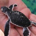 100 pics Baby Animals answers Sea Turtle