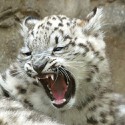 100 pics Baby Animals answers Snow Leopard