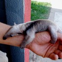 100 pics Baby Animals answers Anteater