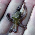 100 pics Baby Animals answers Octopus